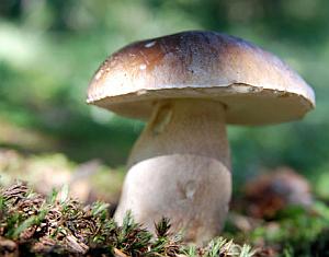 porchini mushroom