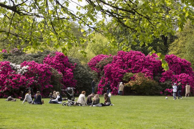 Picture of rhododendrons and azaleas blazing with colour in the Flower Garden of Kenwood House.