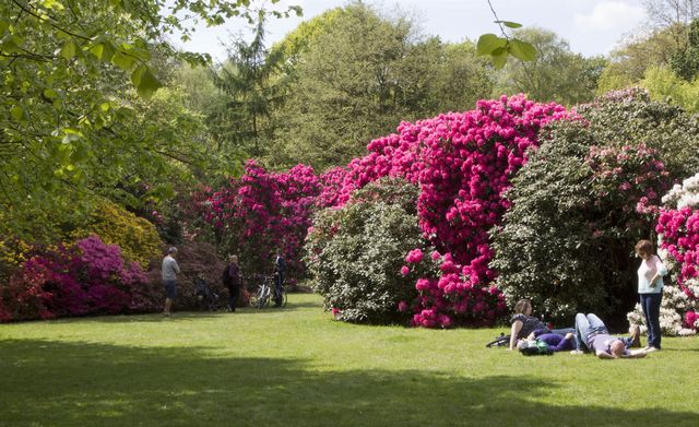 Picture of the park around Kenwood House that is very much a designed landscape in an English style.