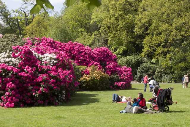 Picture of a picnic enjoyed in the gardens at Kenwood House.