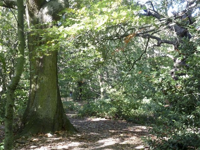 Picture of wild Hampstead Heath.