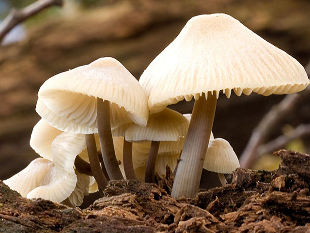 Fungi waiting foraging.