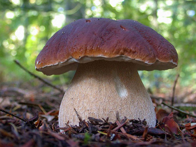 Mushroom boletus - Boletus edulis - borowik.
